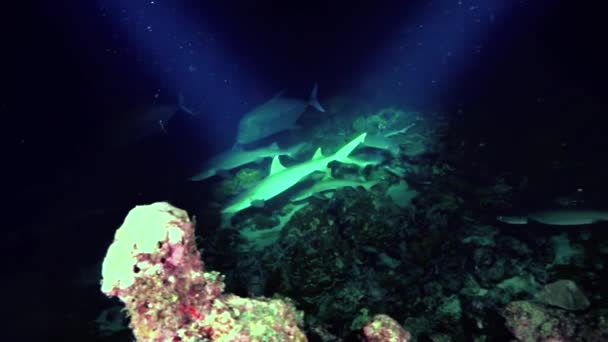Pływanie Wdziękiem Grupy Rekinów Rafowych Dnie Oceanu Ciemności Przez Krystalicznie — Wideo stockowe