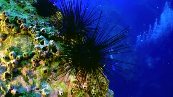 珊瑚礁上的海胆 在清澈清澈的海水中 周围环绕着闪闪发光的水和冒泡的泡沫 紧邻潜水员 — 图库视频影像