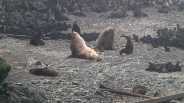 Kürk fok ailesi Otariidae 'yi sesle kulaklandırdı. Kuzey fokları Callorhinus ursinus. Arka plan gürültüsüyle vahşi doğadaki kayalıklarda. Denizci pinniped yırtıcı hayvan kavramı.