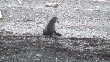 Mühür hızla suya akıyor ve denize dalıyor. Taşların arka planında deniz.