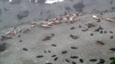 Okhotsk kıyısındaki bir grup kuzey kürklü fok hayvanı. Dişilerin kolonisi, hayvanların erkekleri ve vahşi doğadaki fok ailesi..