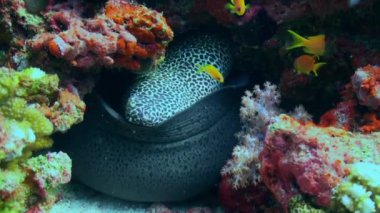 Dev Moray Eel ve Temizleyici wrasse balık temizleme moray eel Coral Reef temizlik istasyonunda. Şaşırtıcı, güzel sualtı deniz deniz dünya Kızıldeniz ve sakinlerinin yaşam, yaratıklar ve dalış.