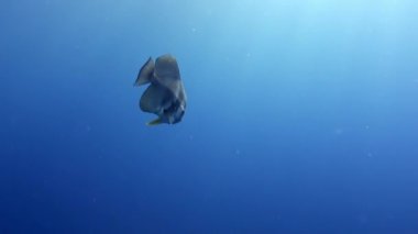 Tropikal balık yiyecek bulmak kayalıkta bir sürü Okulu. Harika, güzel sualtı deniz yaşamı deniz canlılarının Red Sea'deki/daki dünya. Tüplü dalış ve Turizm.