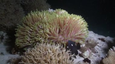 Açık turuncu anemonik ya da palyaço balığı tropikal resifte Deniz Anemon 'da yüzer. Şaşırtıcı, güzel deniz altı deniz dünyası Kızıldeniz ve sakinlerinin, yaratıkların ve dalışların yaşamı seyahat eder..