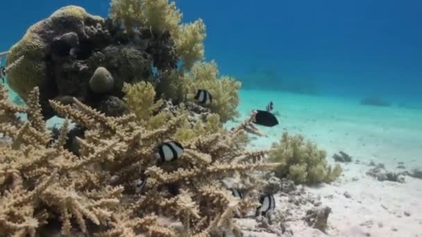 サンゴ礁の砂底にスタッホーンサンゴ 驚くべき 美しい水中世界紅海とその住民 生き物やダイビングの生活は 彼らと一緒に旅行します 海で素晴らしい経験 — ストック動画