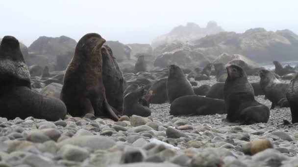 オホーツク海沿岸の北毛アザラシ動物群 野生動物の雌と雄のコロニーとアザラシの家族 — ストック動画