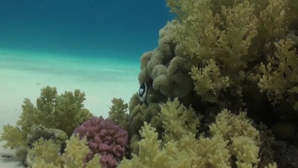 Staghorn Corals Sandy Bottom Reef Amazing Beautiful Underwater World Red — Stock Video