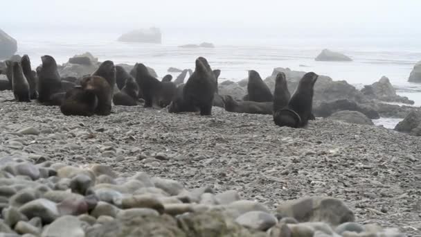 オホーツク海沿岸の北毛アザラシ動物群 野生動物の雌と雄のコロニーとアザラシの家族 — ストック動画