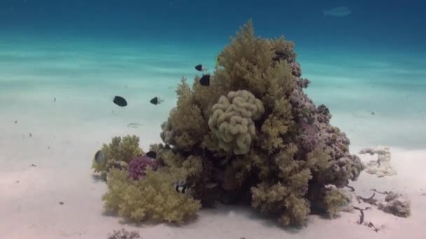 Кораллы Стагхорн Песчаном Дне Рифа Удивительный Красивый Подводный Мир Красное — стоковое видео