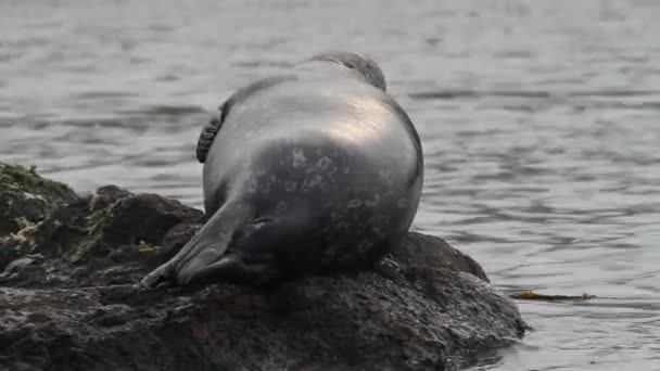Steineger Seal Ligt Achteraanzicht Van Rots Zeeleeuwen Luipaard Kleuren Met — Stockvideo