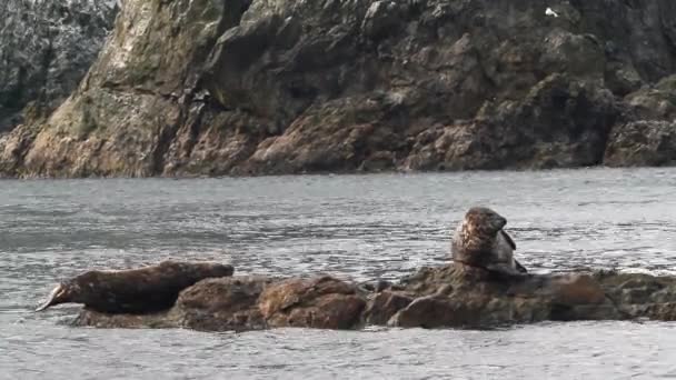 Група Північних Тюленів Узбережжі Охотського Моря Колонія Самиць Самців Тварин — стокове відео