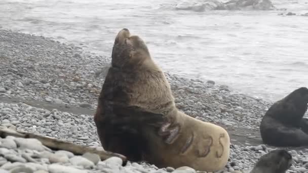 Portret Van Mannelijke Noordelijke Pelsrobben Pinnipeds Dieren Zeehond Het Wild — Stockvideo
