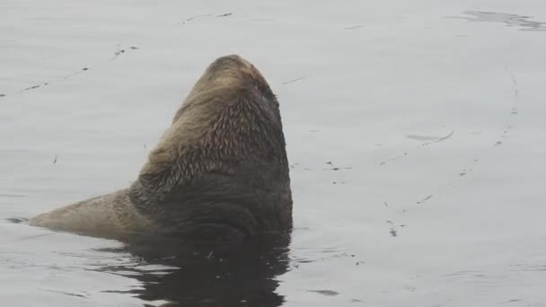 Kuzey Kürklü Erkek Fok Hayvan Portresi Çam Kozalakları Vahşi Doğada — Stok video