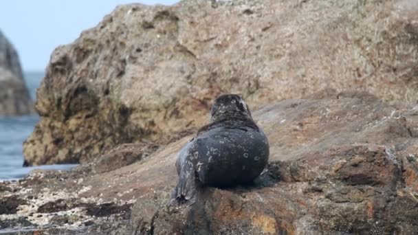 发现的普通斯泰纳格海豹躺在靠近水的岩石上 海狮豹色 背景为石色 — 图库视频影像