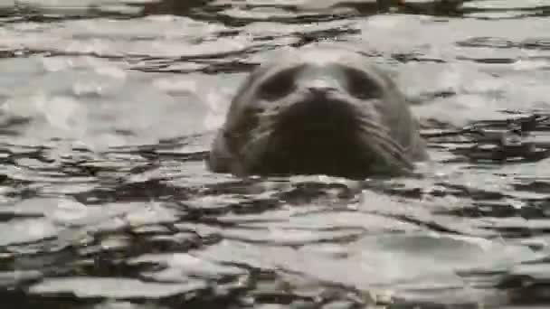 普通海豹的特写头从水面向外窥探 海洋动物的野生动物很吸引人 — 图库视频影像
