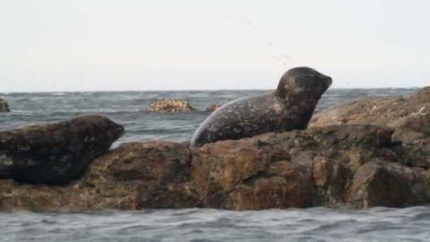 Два Тюленя Штайнегера Скале Леопардовая Окраска Морских Львов Фоне Камней — стоковое видео