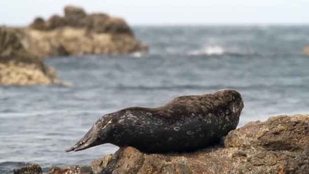 Gefleckter Gemeiner Steineger Seehund Liegt Auf Einem Hintergrund Aus Steinen — Stockvideo