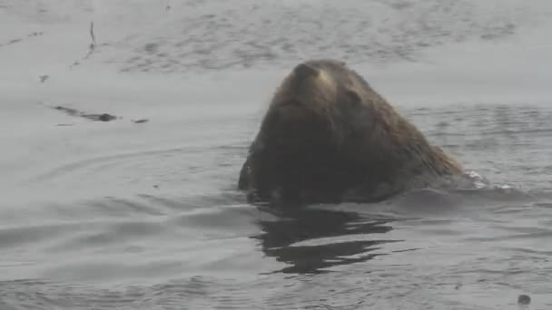 Kuzey Kürklü Erkek Fok Hayvan Portresi Çam Kozalakları Vahşi Doğada — Stok video