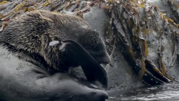 关于毛皮海豹攻击的背景噪声视频 雄性毛皮海豹攻击被雌性动物包围的雄性动物 野生海豹科 — 图库视频影像