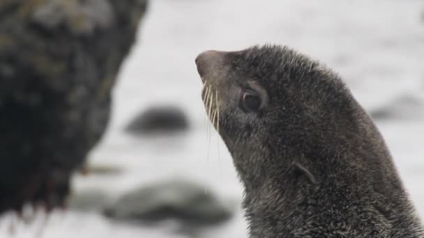 Portrét Tuleně Severního Pinnipeds Zvířata Tuleni Divoké Pozadí Kamenů Skal — Stock video