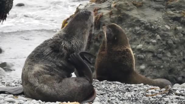 毛皮海豹科的鸣叫声刺耳 在野外的海岸石岩上 带着背景噪音的北海豹Callorhinus Ursinus 海洋被夹食肉动物的概念 — 图库视频影像