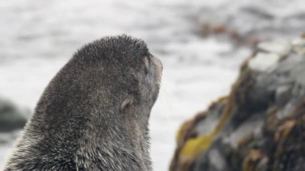 北方雄性毛皮海豹的肖像 松节动物在野外以野生的石头和岩石为背景进行密封 — 图库视频影像