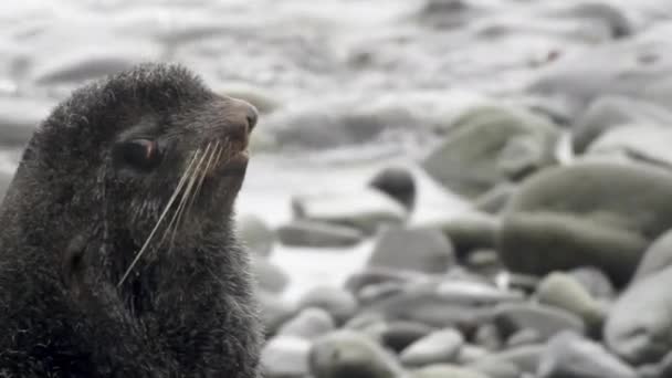 Portrét Tuleně Severního Pinnipeds Zvířata Tuleni Divoké Pozadí Kamenů Skal — Stock video