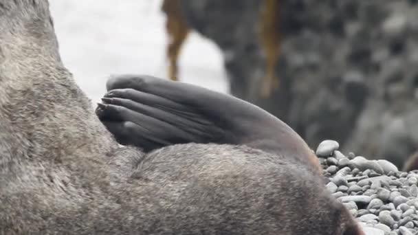 Porträtt Manligt Nordligt Pälssäldjur Pinnipeder Djur Tätning Vilt Tillstånd Bakgrund — Stockvideo
