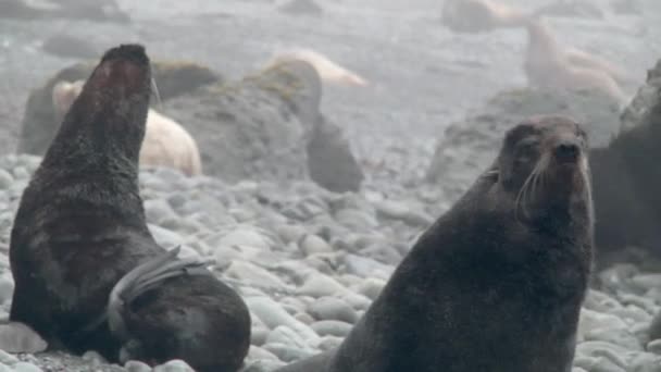 Rodina Tuleně Ušlechtilého Otariidae Zvukem Severní Tuleň Callorhinus Ursinus Kamenných — Stock video
