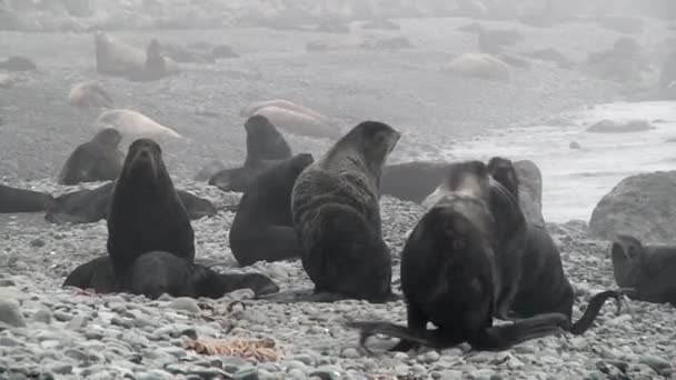 毛皮海豹科的鸣叫声刺耳 在野外的海岸石岩上 带着背景噪音的北海豹Callorhinus Ursinus 海洋被夹食肉动物的概念 — 图库视频影像