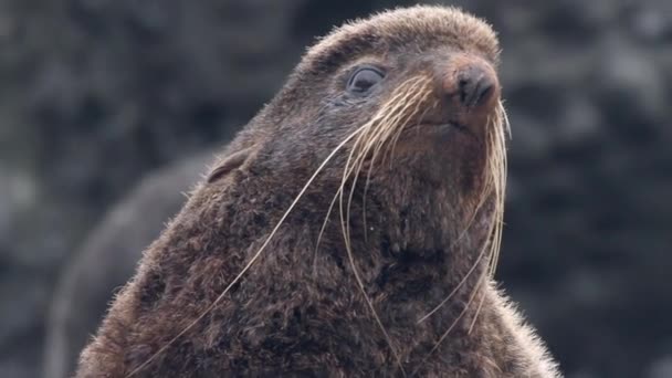 Portrait Male Northern Fur Seal Animal Pinnipeds Animals Seal Wild — Stock Video