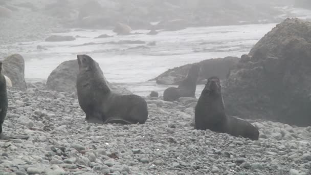 Rodina Tuleně Ušlechtilého Otariidae Zvukem Severní Tuleň Callorhinus Ursinus Kamenných — Stock video