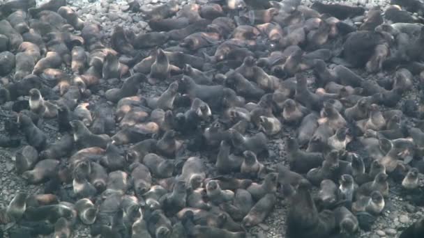 Ομάδα Ζώων Φώκιας Βόρειας Γούνας Στην Ακτή Θάλασσα Του Okhotsk — Αρχείο Βίντεο