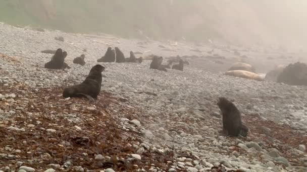 Die Gruppe Der Nördlichen Pelzrobben Der Küste Des Ochotskischen Meeres — Stockvideo