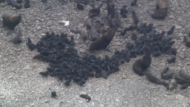 Grupo Animales Marinos Piel Del Norte Costa Mar Okhotsk Colonia — Vídeos de Stock