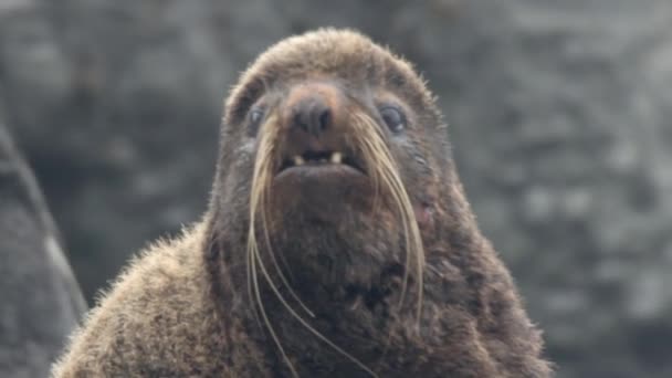 Portrait Male North Fur Seal Animal Hewan Pinnipeds Segel Alam — Stok Video
