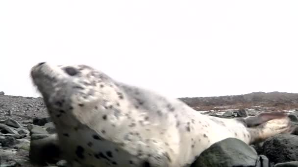 被发现的普通海豹攻击 表示侵略 具有攻击性斑点的海狮猎豹在石头的背景下自我防卫 — 图库视频影像