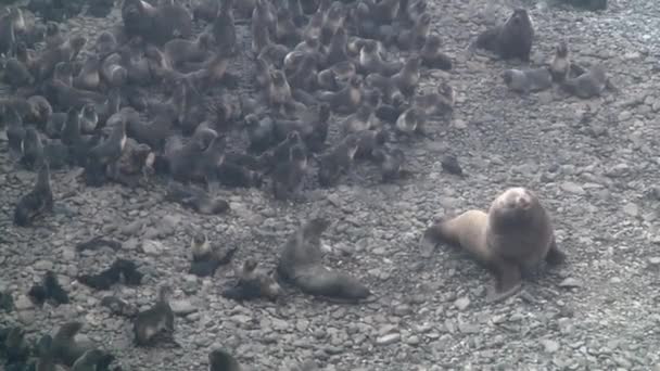 Grupa Północny Futro Foka Zwierzę Brzeg Morze Okhotsk Kolonia Samic — Wideo stockowe