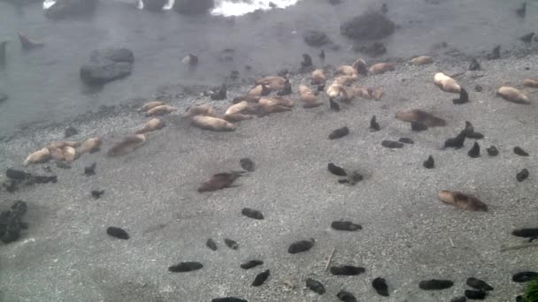 Skupina Tuleňů Severních Pobřeží Moře Okhotsk Kolonie Samic Samců Zvířat — Stock video