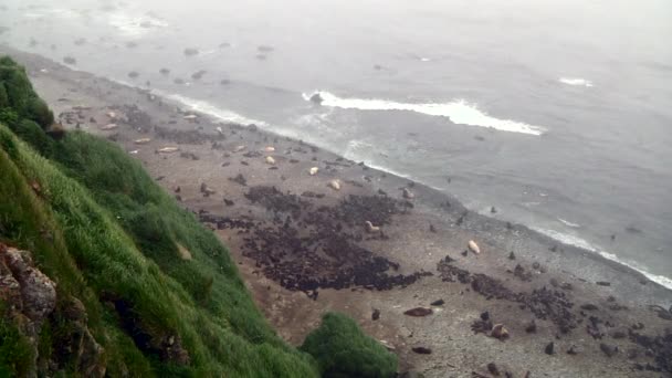 奥霍次克沿岸一群北方毛皮海豹动物 野生的雌性和雄性动物及海豹科动物的群落 — 图库视频影像