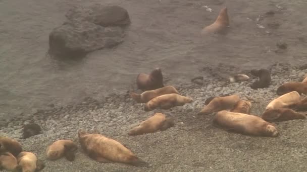 奥霍次克沿岸一群北方毛皮海豹动物 野生的雌性和雄性动物及海豹科动物的群落 — 图库视频影像