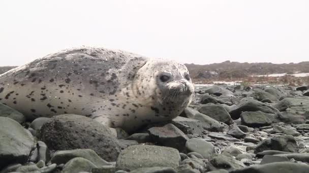 斑纹的普通海豹躺在岩石上 海狮豹色 背景为石色 — 图库视频影像