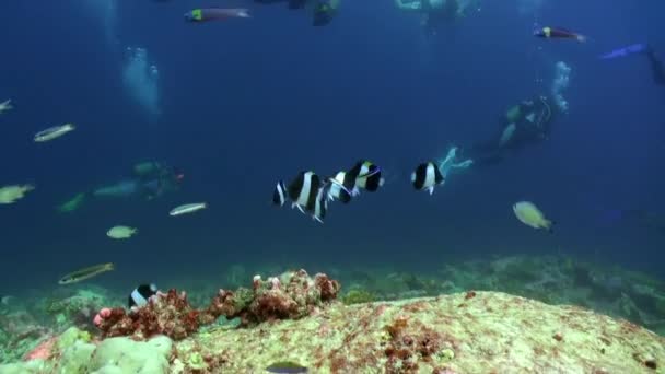 Agrupador Cerca Bajo Agua Paisaje Marino Fondo Mar Rojo Nadando — Vídeos de Stock