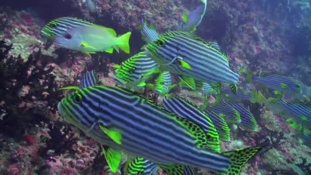 モルディブで背景クリア海底を水中にストライプの黄色い魚の学校 サンゴ サンゴ礁のカラフルな美しい野生動物の世界では水泳 餌を求めて人の住民 深海リラックス ダイビング — ストック動画