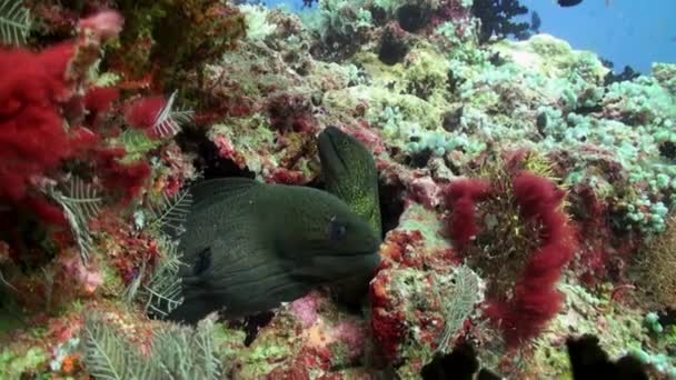 Dev Moray Eel Çıkık Çene Ile Kısmen Delikten Mercan Resif — Stok video