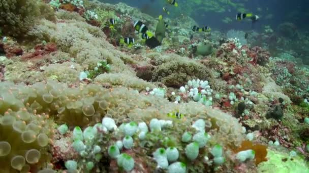 Escola Peixes Amarelos Listrados Fundo Claro Fundo Mar Subaquático Maldivas — Vídeo de Stock