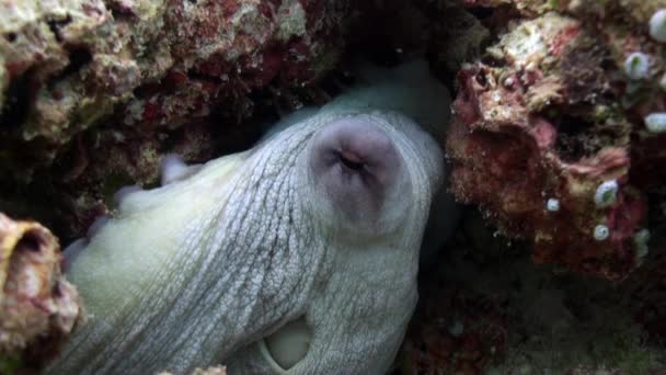 Ośmiornica Czerwona Octopus Cyanea Lwica Pterois Miles Morska Rafa Podwodna — Wideo stockowe