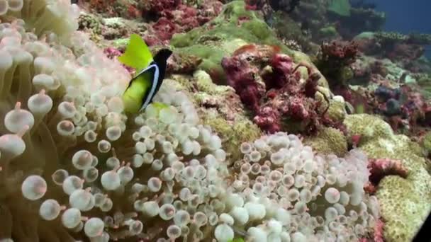 Jasny Pomarańczowy Anemonefish Lub Clownfish Baseny Sea Anemone Nocy Niesamowity — Wideo stockowe