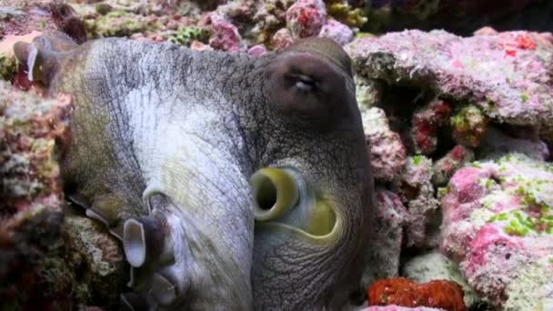 Polpo Rosso Octopus Cyanea Pesce Leone Pterois Miles Barriera Corallina — Video Stock