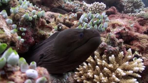 巨型莫雷鳗鱼和清洁鱼清洁莫雷鳗在珊瑚礁的清洁站 美丽的水下海洋世界红海及其居民 生物和潜水的生活 — 图库视频影像